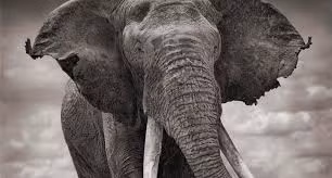 Các buổi xử tử phạm nhân bằng voi thường diễn ra ở nơi công cộng. Nhiều người dân khi chứng kiến cảnh tượng này không khỏi rùng mình sợ hãi, thậm chí là bị ám ảnh.