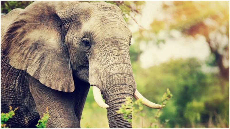 Khi được lệnh hành hình nghiền nát tay chân của phạm nhân, con voi đã trải qua huấn luyện sẽ thực hiện đúng theo những gì được dạy.