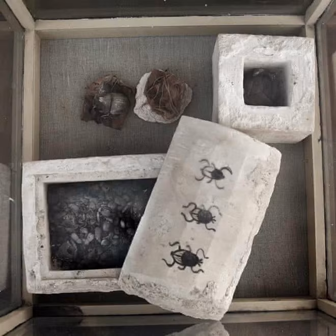 Theo các chuyên gia, 3 ngôi mộ được dùng cho mèo trong khi 1 quan tài còn lại chưa được các chuyên gia mở ra. Đây là phát hiện vô cùng độc đáo và hiếm gặp.