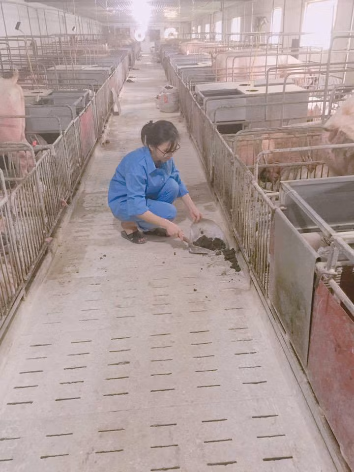 Chia sẻ về chuyên ngành mình đang theo đuổi, 9X quê gốc Sơn La cho biết, cô bạn được sinh ra và lớn lên trên mảnh đất vẫn chủ yếu phát triển về nông lâm nghiệp. Chính vì vậy, "hot girl chăn nuôi" muốn theo học ngành học này để sau này có thể trở về quê hương, góp một phần công sức nào đó vào đổi mới tỉnh nhà.