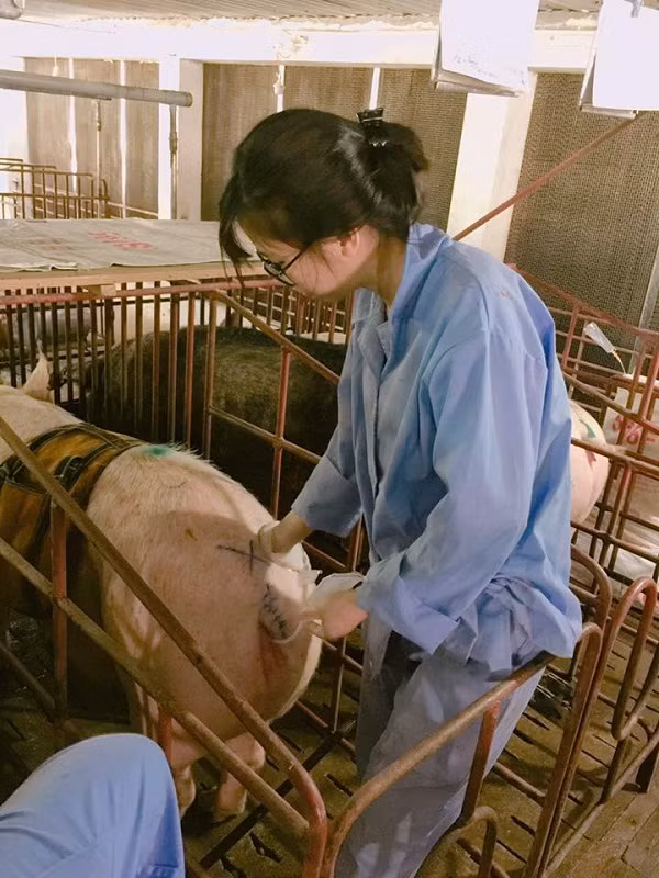 Nữ sinh Nông Lâm cũng cho biết thêm, càng học càng mở mang kiến thức cô càng thấy đam mê ngành học của mình. Công việc cũng khiến Minh Hương gặp không ít vất vả, nhiều lúc nguy hiểm vì lợn đực to khoẻ mấy trăm kg chống cự cắn cả công nhân và sinh viên thực tập, hay cực nhất là một mình trông lợn đẻ. Cả 1 chuồng hơn 50 con nái, vừa trực đỡ đẻ lại phải trông lợn con không cho con mẹ đè chết.