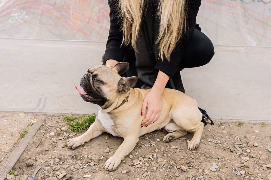 Cô chủ Claire Maclean kể cô đã rất bất ngờ khi nói chuyện xong quay ra không thấy Eroc đâu mà chỉ nghe thấy tiếng bọn trẻ gần đó la lên. "Tôi chưa từng thấy Eroc trượt ván như vậy bao giờ" - Claire chia sẻ.