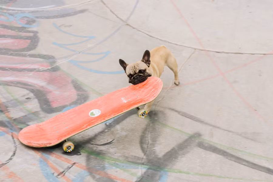 Chia sẻ với North Four, chủ chú chó Eroc - Claire và Joel - nói có nhiều người nghĩ họ đang kiếm tiền từ tài năng của thú cưng. Hai người giải thích: "Kênh đăng tải clip về Eroc mới là bên được hưởng lợi nhuận quảng cáo, không phải chúng tôi".