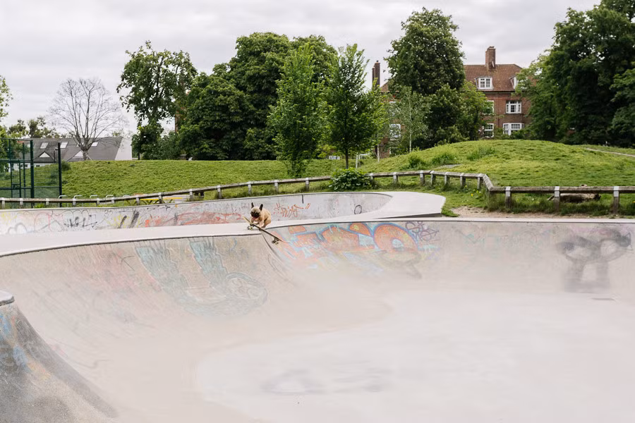 Bất ngờ hơn, trước đó, Eroc chưa từng được huấn luyện trượt ván bao giờ. Chủ chú chó cũng tỏ ra rất ngạc nhiên với tài năng thiên bẩm của thú cưng. Họ phát hiện việc Eroc biết trượt ván vào một lần tán gẫu với bạn bè tại công viên.