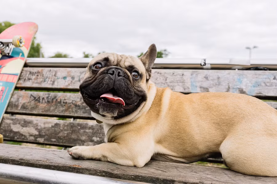 Eroc nay đã nổi tiếng toàn thế giới nhờ tài năng khó tin của mình.