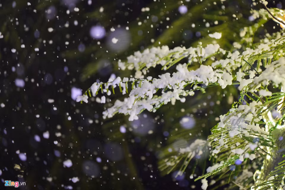 Ông Trương Ngọc Kim (nhân viên nhà trường) cho biết: “Ý tưởng dùng cây phượng làm cây thông Noel có từ 4 năm trước. Chúng tôi đã uốn nắn, tỉa tót và mỗi năm tạo thành cây thông to đẹp hơn”.