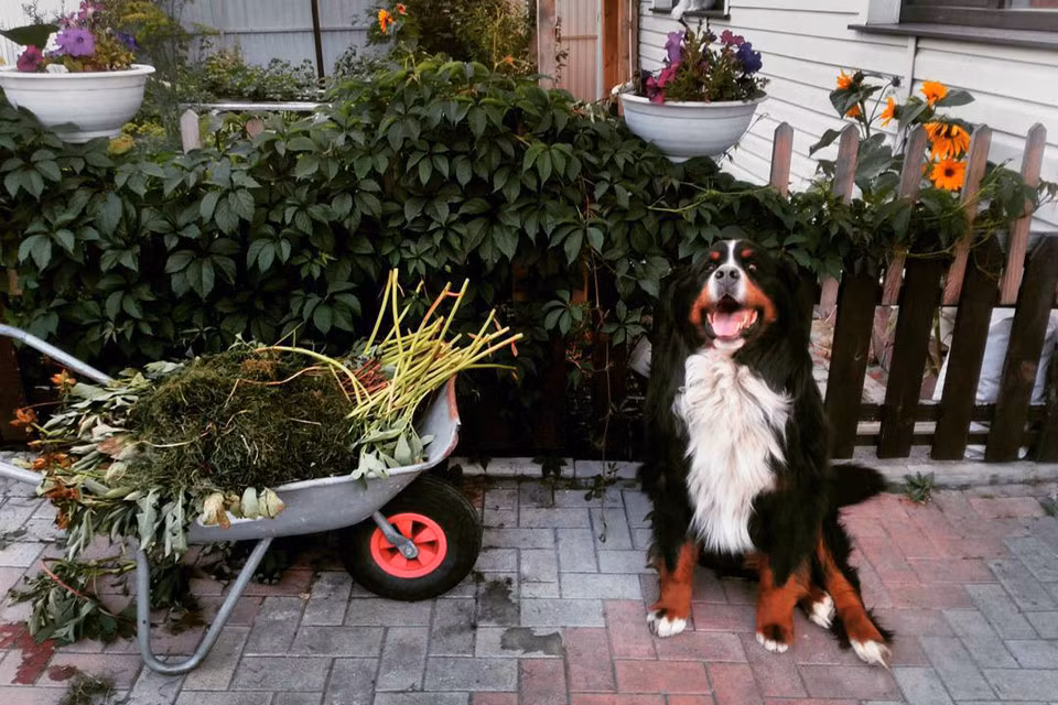  6. "Nói thật đi bạn làm gì vào thứ 3": Các bức ảnh được gắn hashtag #totalhonestytuesday không "ảo diệu" như mọi người vẫn thấy tại Instagram. Mọi người chia sẻ khoảnh khắc dọn dẹp vườn, vui đùa với thú cưng hay bữa sáng thanh đạm… để nhắc nhở rằng cuộc sống của chúng ta không long lanh như trong thế giới ảo. Ảnh: akulovaekt.