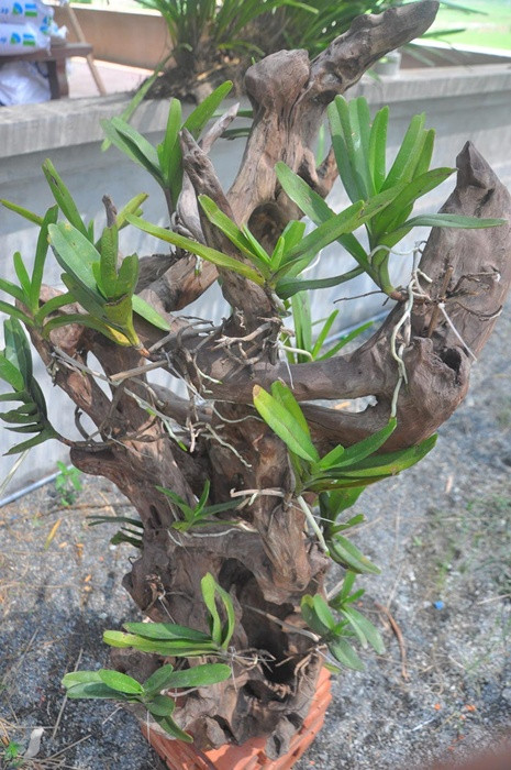 Các giò lan được kết trên gỗ lũa cổ thụ tự nhiên rất đẹp, trị giá từ 10 đến trên 20 triệu đồng/giò.