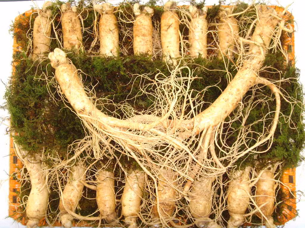 Nhân sâm: Những bệnh nhân bị tăng huyết áp hoặc thường xuyên phải dùng thuốc huyết áp nên tránh ăn nhân sâm để tránh gây tăng huyết áp.