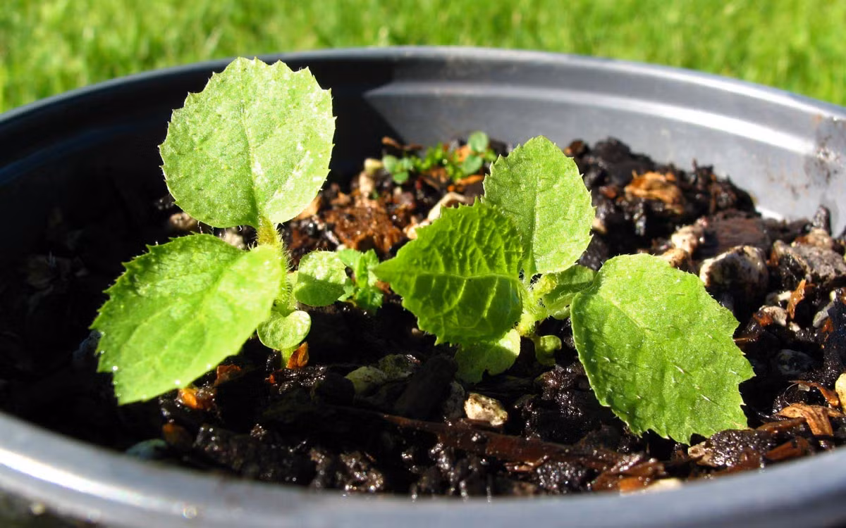 Cach trong kiwi tai nha cuc de it ngo-Hinh-9