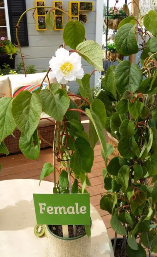 Cach trong kiwi tai nha cuc de it ngo-Hinh-12