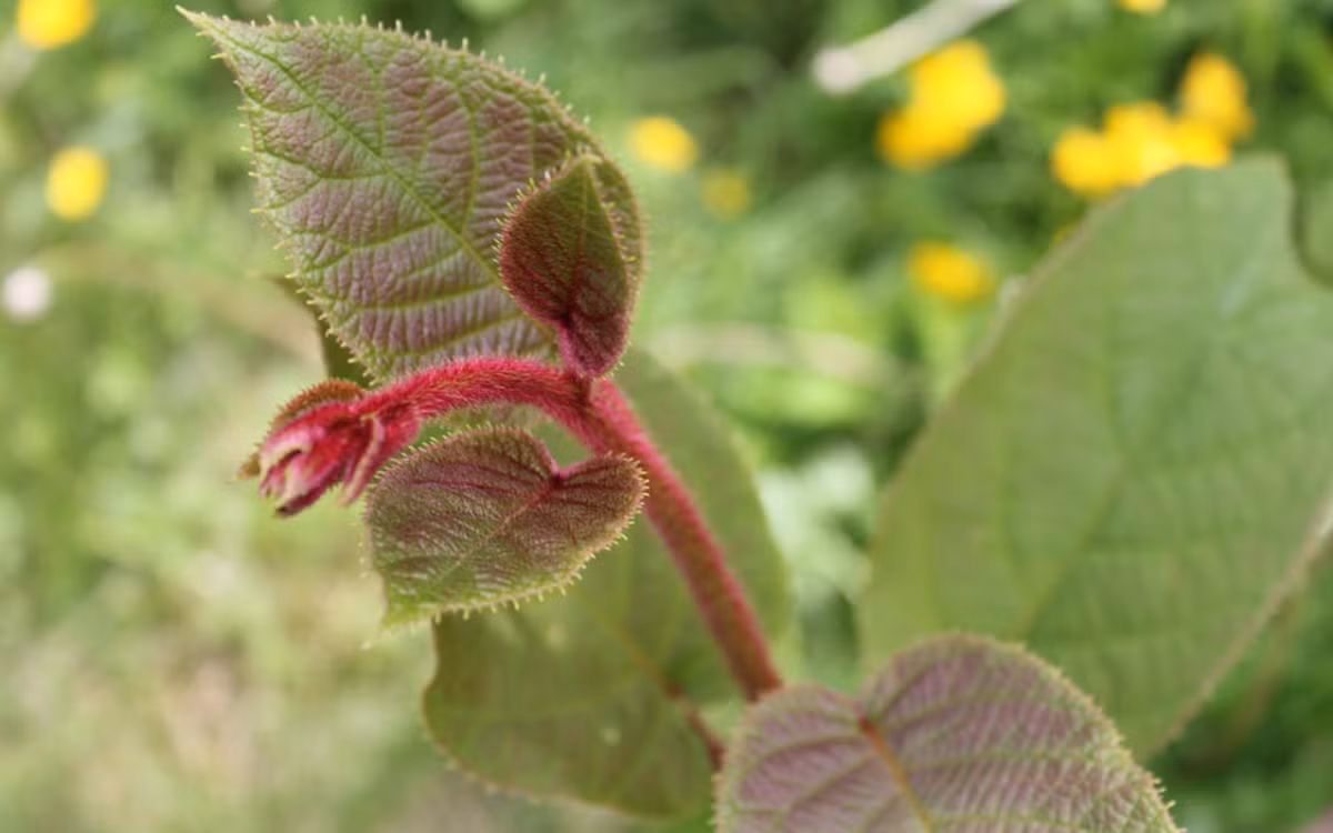 Cach trong kiwi tai nha cuc de it ngo-Hinh-10