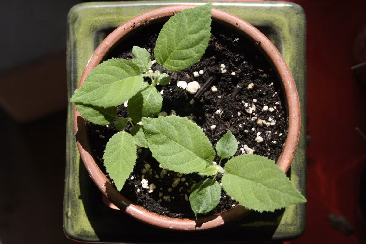 Cach trong kiwi tai nha cuc de it ngo-Hinh-8