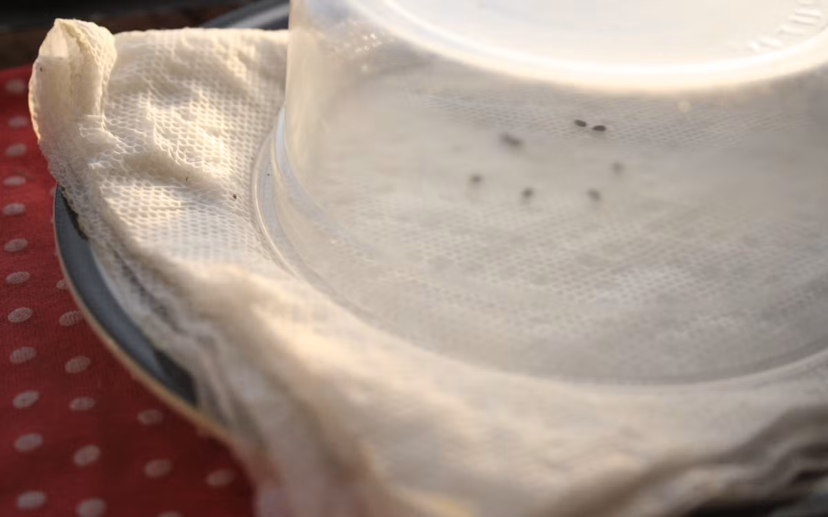 Cach trong kiwi tai nha cuc de it ngo-Hinh-5