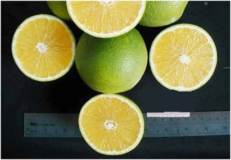 Bằng phương pháp tuyển chọn từ cây trồng hạt, Viện Cây ăn quả miền Nam (Viện Khoa học Nông nghiệp Việt Nam) đã tuyển chọn được một giống cam Mật có đặc tính không hạt của quả rất ổn định với tên gọi Cam Mật không hạt. 