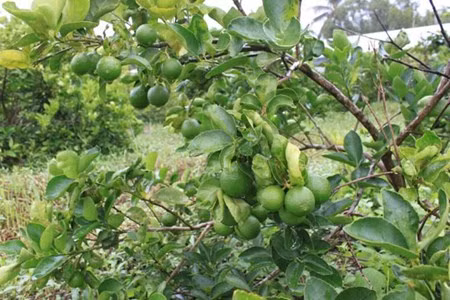 Đặc điểm cây chanh không hạt khỏe mạnh, lá lớn, không gai, trái chùm, cây có thể cho năng suất trái 150-200 kg/năm, trái chanh to có vỏ mỏng, không hạt, nhiều nước, vị chua mùi thơm.