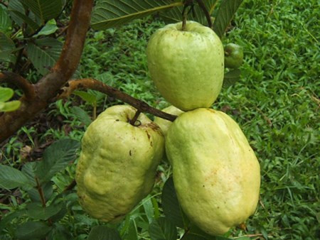 So với ổi xá lị Việt Nam, xá lị Thái Lan, ổi hồng thì ổi Phugi có hàm lượng Vitamin C cao nhất. Trung bình một trái ổi Phugi nặng khoảng 400-500g, có quả nặng tới 700-800g. Một cây ổi Phugi có thể cho năng suất khoảng 10kg/cây ở năm đầu, 20kg/cây ở năm thứ 2 và trên 25kg/cây ở năm thứ 3.