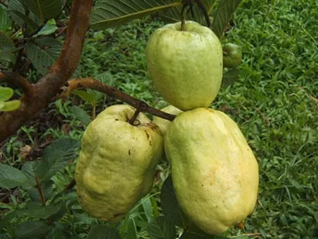 So với ổi xá lị Việt Nam, xá lị Thái Lan, ổi hồng thì ổi Phugi có hàm lượng Vitamin C cao nhất. Trung bình một trái ổi Phugi nặng khoảng 400-500g, có quả nặng tới 700-800g. Một cây ổi Phugi có thể cho năng suất khoảng 10kg/cây ở năm đầu, 20kg/cây ở năm thứ 2 và trên 25kg/cây ở năm thứ 3.