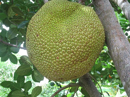 Giống mít không hạt khá dễ trồng, không kén đất và hiếm sâu bệnh hại cây. Cây trưởng thành cao tối đa 5m, tán 3-4m.