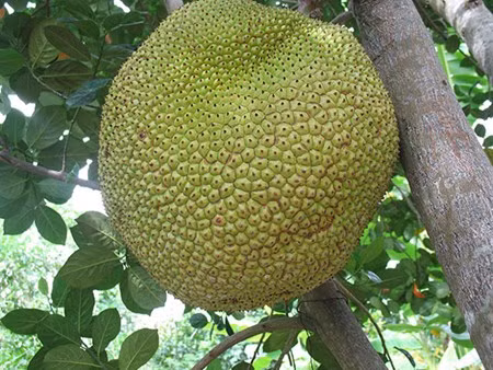 Giống mít không hạt khá dễ trồng, không kén đất và hiếm sâu bệnh hại cây. Cây trưởng thành cao tối đa 5m, tán 3-4m.