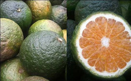 Cam sành không hạt có đặc điểm thịt quả màu vàng cam, sáng đẹp, vỏ quả ít sần và bóng hơn so với cam Sành có hạt, khối lượng quả trung bình 237g, nước quả nhiều (&gt;40%), vị ngọt chua, mùi thơm đặc trưng giống như cam Sành thương phẩm; năng suất khá cao (20-25kg/cây/năm, cây 3 năm tuổi).