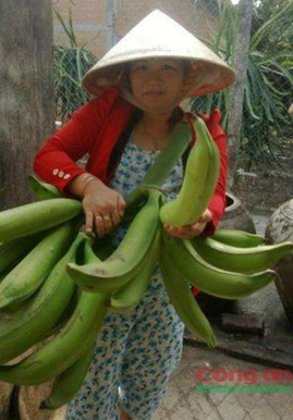 Chuoi khong lo hon nua can/qua gay soc o Tra Vinh-Hinh-2