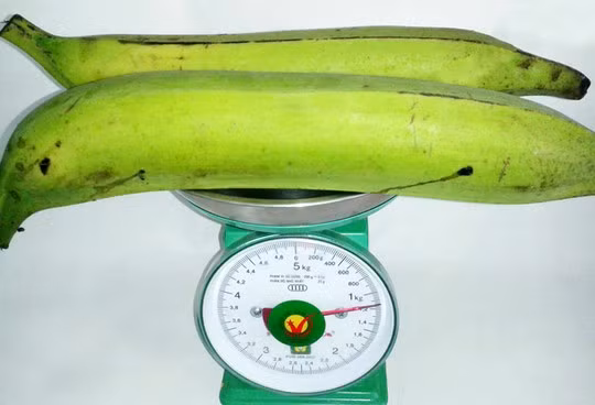 Chuoi khong lo hon nua can/qua gay soc o Tra Vinh