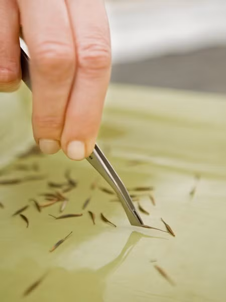 Trong cay bang giay ve sinh sieu doc-Hinh-5