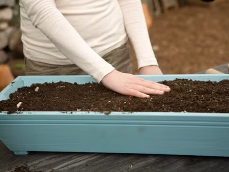 Trong cay bang giay ve sinh sieu doc-Hinh-10