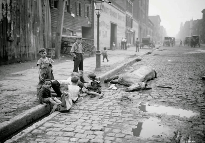 Một con ngựa nằm chết gục trên đường phố năm 1902 ở Mỹ.