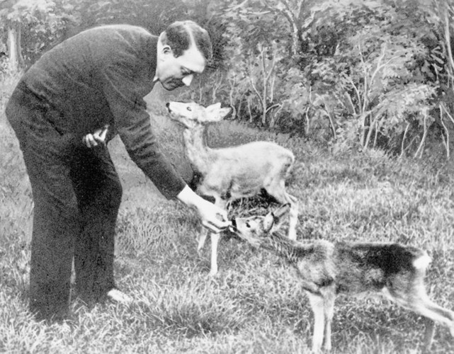 Trùm phát xít Hitler đang cho 2 chú hươu nhỏ ăn./.