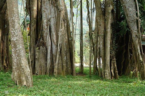 Sở dĩ, dân gian gọi đây là "cây đa di chuyển" bởi từ khi có ngôi đền Gối Đại, cây đã có 3 lần thay thân chính (gốc).