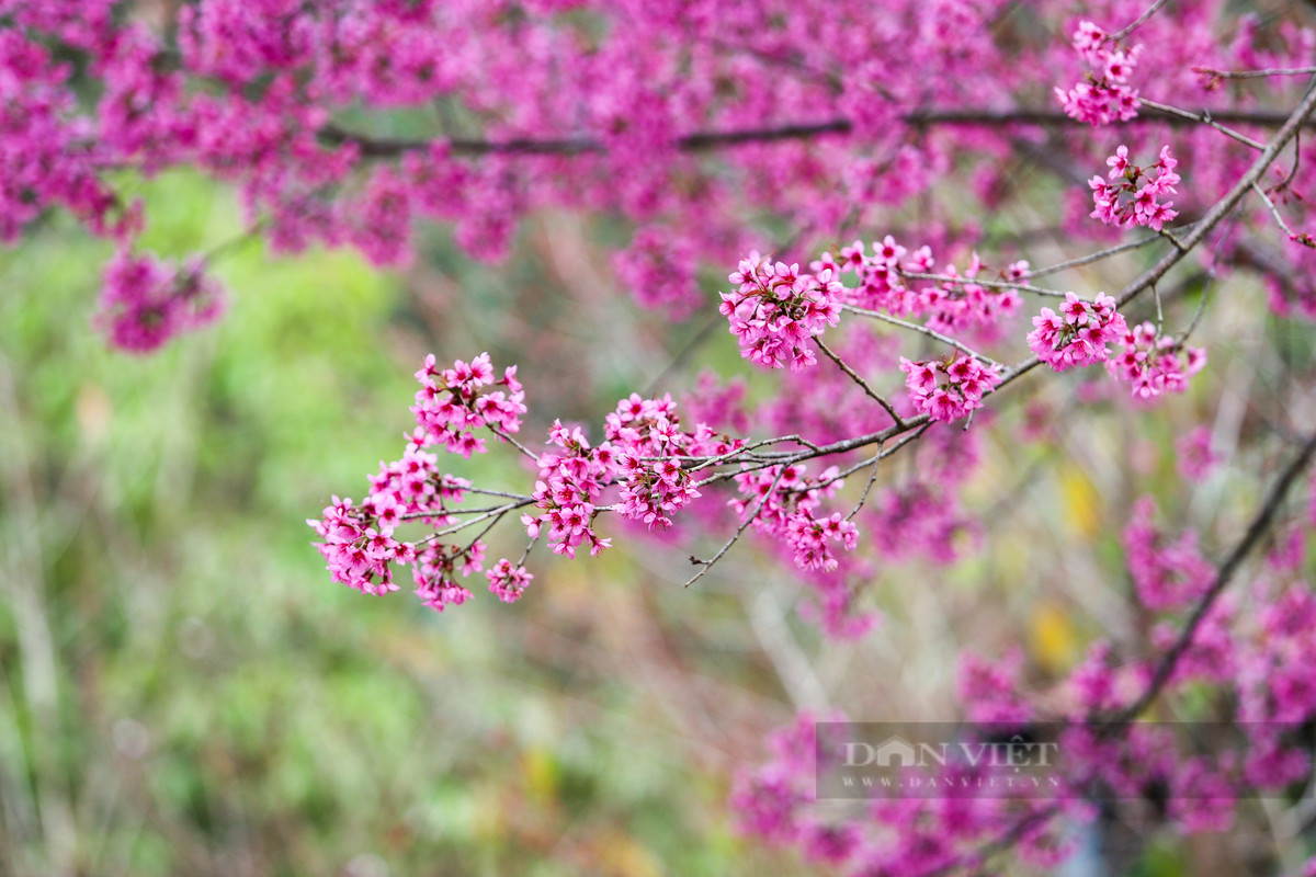 Hoa Tớ Dày là loại hoa rừng thuộc họ hoa đào, người Mông ở Mù Cang Chải thường gọi là “Pằng tớ dày” - dịch theo nghĩa tiếng Việt là “Hoa đào rừng”. Hoa thường nở vào cuối năm dương lịch, trước hoa đào khoảng 1 tháng. Đây là loại hoa đặc trưng ở vùng núi phía Tây Bắc, trong đó có huyện Mù Cang Chải, là thứ "đặc sản" riêng có của núi rừng Tây Bắc và Mù Cang Chải, thu hút du khách và làm say đắm lòng người mỗi dịp tết đến, xuân về.