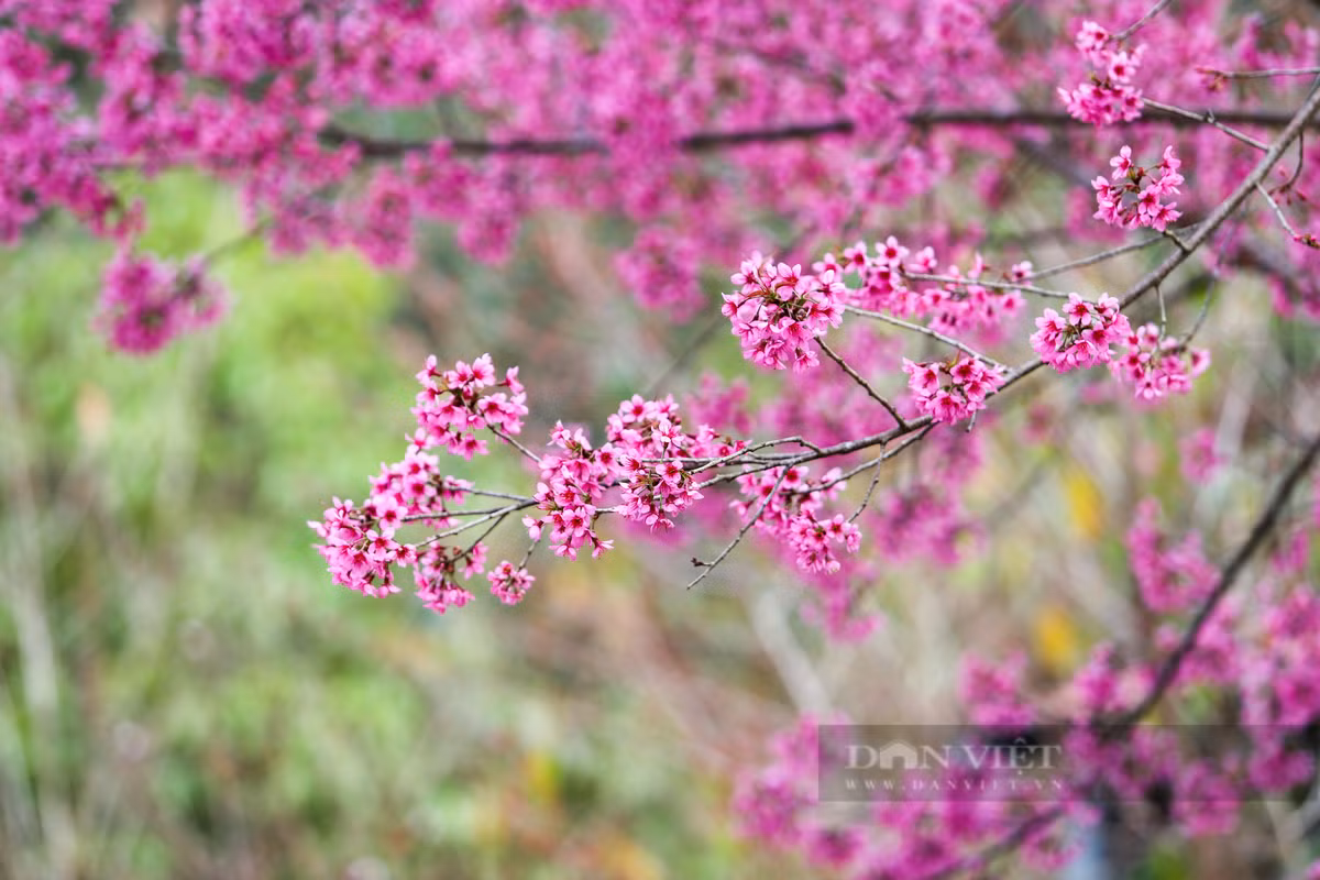 Hoa Tớ Dày là loại hoa rừng thuộc họ hoa đào, người Mông ở Mù Cang Chải thường gọi là “Pằng tớ dày” - dịch theo nghĩa tiếng Việt là “Hoa đào rừng”. Hoa thường nở vào cuối năm dương lịch, trước hoa đào khoảng 1 tháng. Đây là loại hoa đặc trưng ở vùng núi phía Tây Bắc, trong đó có huyện Mù Cang Chải, là thứ "đặc sản" riêng có của núi rừng Tây Bắc và Mù Cang Chải, thu hút du khách và làm say đắm lòng người mỗi dịp tết đến, xuân về.