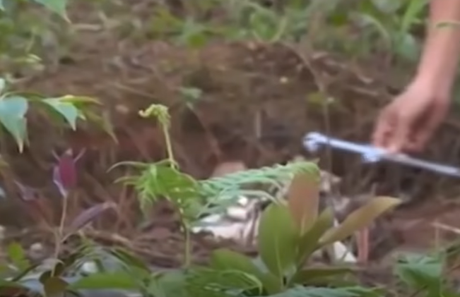 Qua việc giấy tờ và tài sản không thấy ở hiện trường, các cán bộ điều tra đã xác định được đây là vụ án giết người để cướp tài sản. Bên cạnh đó, nơi phát hiện thi thể có thể là hiện trường phụ của vụ án, nghi phạm giết nạn nhân ở một nơi khác.