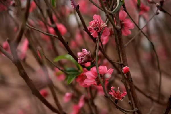 Trong khi đó, nhiều bông hoa đào khác trên cây cũng đang dần héo úa.