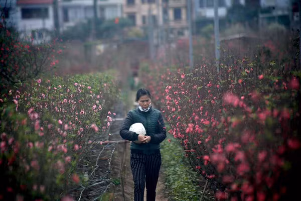 Các chủ vườn đào ở Nhật Tân đều tỏ ra lo lắng, muộn phiền và xác định năm nay đào thất thu.