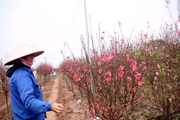Nhìn cành đào ở vườn đua nhau nở đỏ rực rỡ trong khi Tết Nguyên đán Đinh Dậu 2017 chưa đến, các chủ vườn chỉ biết nhăn nhó.
