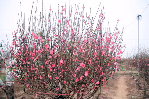 Do hoa đào nở sớm, nhiều chủ vườn đành phải cắt đào mang ra chợ bán với giá "bèo". Bình quân một cành đào nhỏ hoặc vừa được chủ vườn bán sớm sẽ có giá khoảng 70 - 250 nghìn đồng/cành. Chị Tâm - một chủ vườn - cho biết: "Nếu đào cứ như tình trạng hiện nay thì đến khoảng 26, 27 Tết sẽ không có đào để bán cho khách nữa".