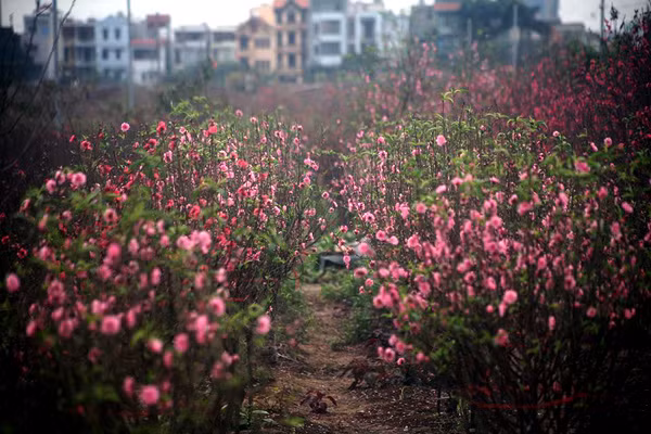 Càng những ngày cận Tết, đào Nhật Tân càng đua nhau nở mạnh.