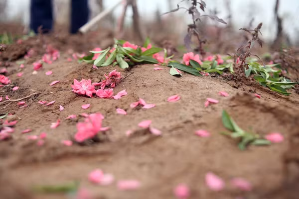 Nhiều chủ vườn không bán được đào vì nở sớm nên tiến hành vặt bỏ lá và hoa để tiếp tục nuôi dưỡng cây.