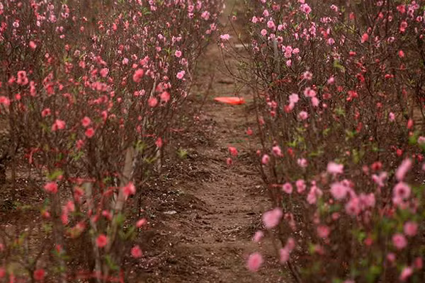 Nhiều chủ vườn cho biết, đào Nhật tân bắt đầu nở rực cách đây một tuần. Tuy nhiên, đào nở đúng vào những ngày mưa nên bị rơi rụng đỏ cả gốc, lối đi trong vườn.