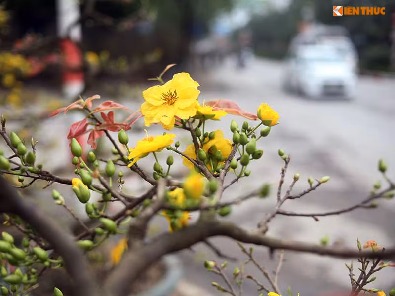 Bên cạnh những cánh mai nở vàng rực rỡ thì một số cây mai khác đang nẩy lộc và ra khá nhiều nụ.