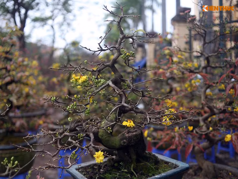 Cận Tết Nguyên đán Đinh Dậu 2017, những cây mai vàng trên đường Lạc Long Quân (quận Tây Hồ, Hà Nội) được người bán - tên Thái - vận chuyển từ Bình Định ra phục vụ người dân Thủ đô đua nhau nở rực rỡ.