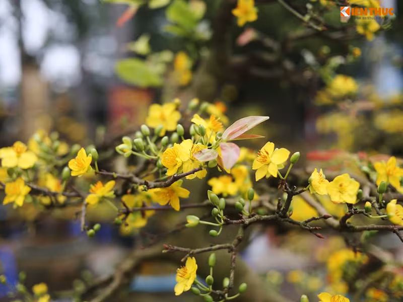 Theo người bán, giá của những cây mai vàng nhỏ được bán khoảng 3 đến 7 triệu đồng/cây; lớn khoảng 15 đến 20 triệu đồng/cây.