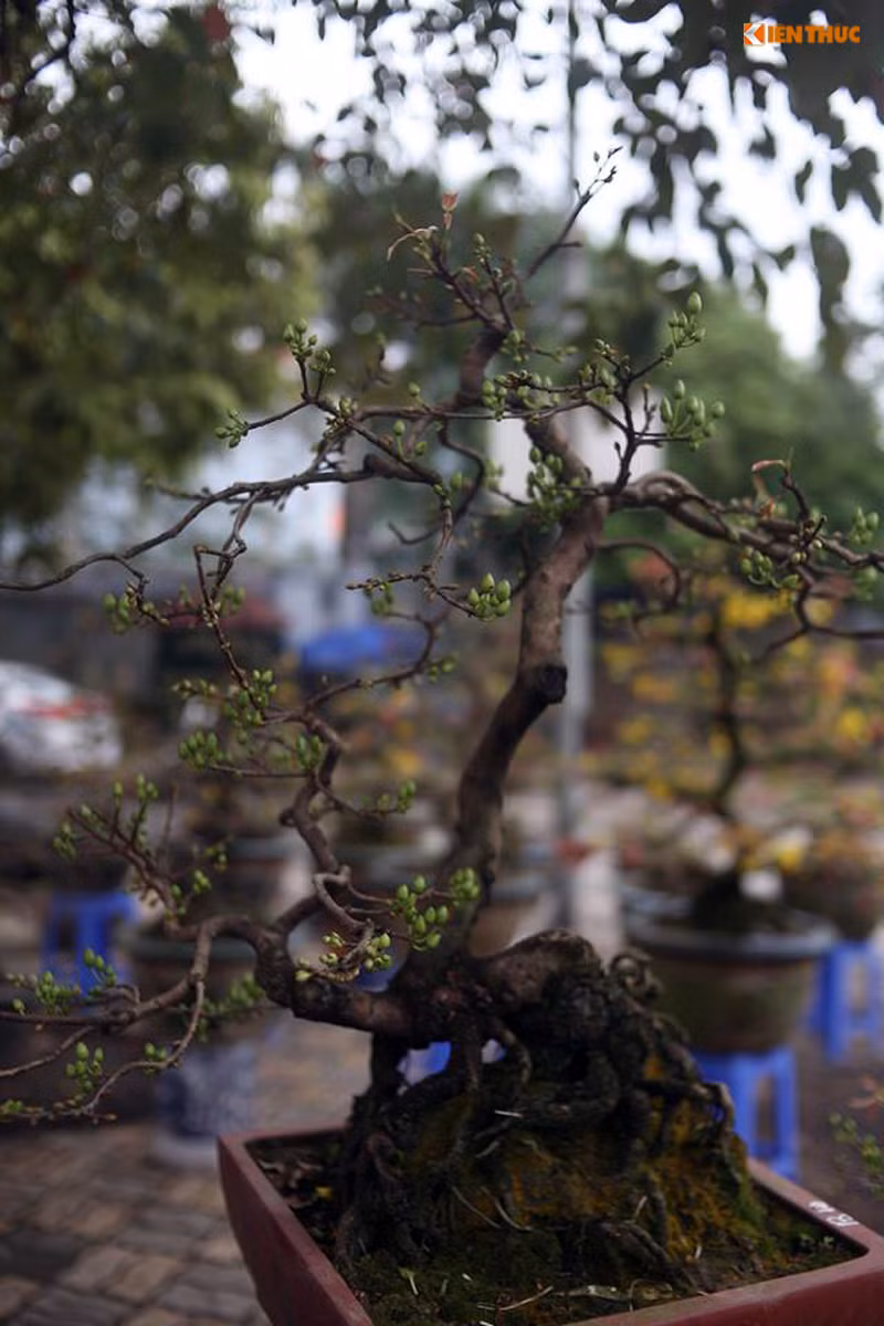 Nhiều cây mai được chăm sóc tỉ mỉ, tạo dáng độc lạ vô cùng bắt mắt.