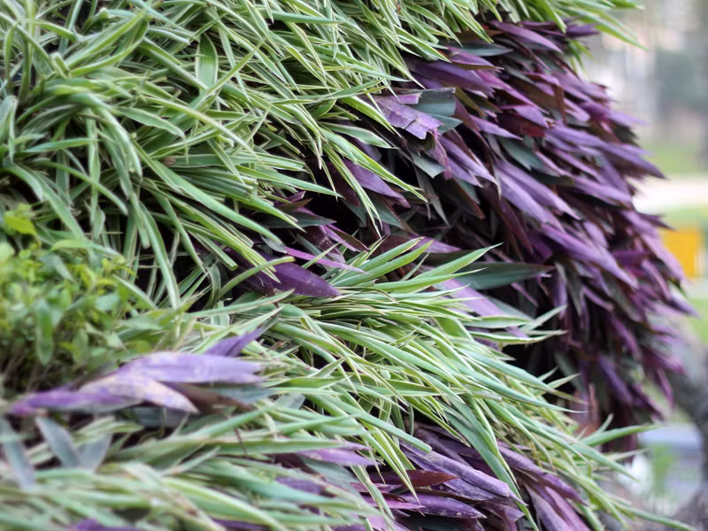 Lá cây màu xanh, tím được tạo hình làm lông và đuôi gà khổng lồ ở công viên Thống Nhất.