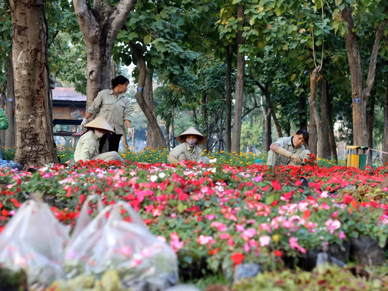 Những bông hoa tươi với đủ màu sắc rực rỡ được lựa chọn để tạo hình cho các con vật khổng lồ.
