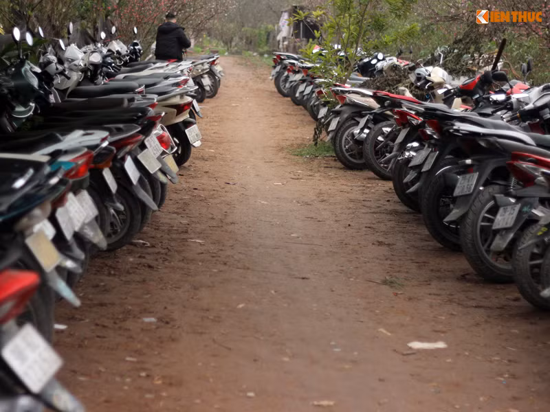 Nhiều điểm trông giữ xe đông kín do lượng người đổ về Nhật Tân chụp ảnh Tết rất đông (giá vé trông giữ là 10 nghìn đồng/xe máy).