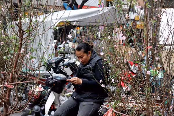 Trong khi đó, những cành đào nhỏ và vừa cũng đã bắt đầu xuống phố.